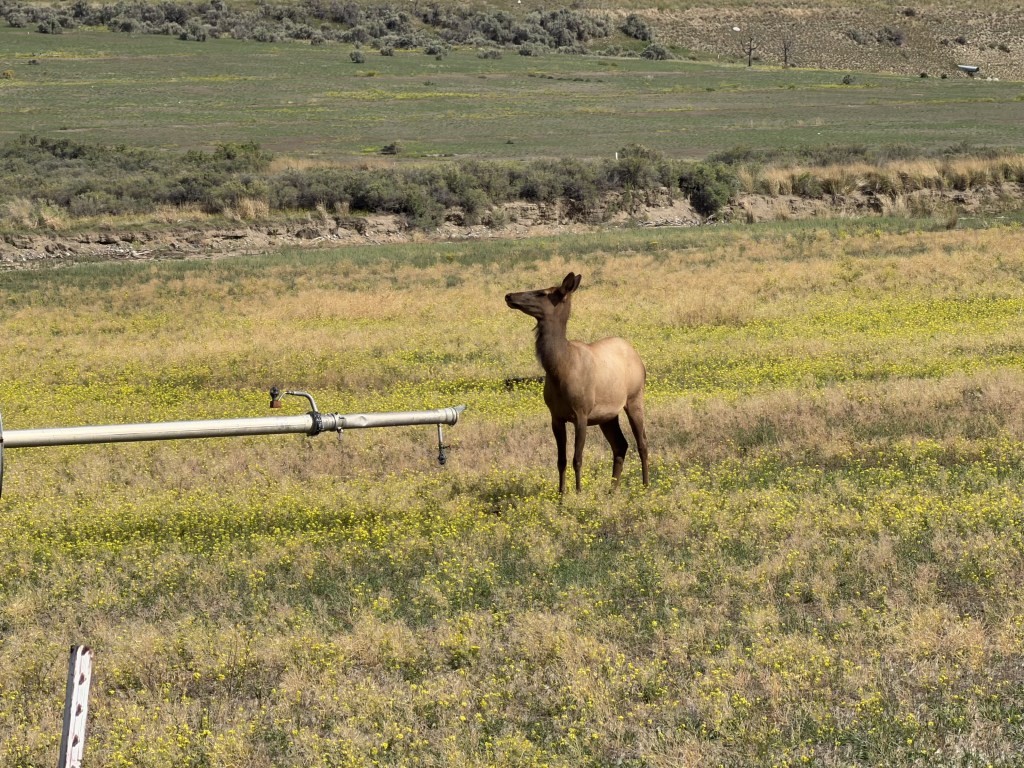 Day #16 Biking Across America – Livingston to Gardiner, Montana Yellowstone North Gate